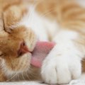 猫に『毛づくろい』が重要な理由4つ！毛づくろいをしなくなったらどう…