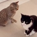 姉猫にかまってほしい妹猫→ちょっかいを出してみた結果…『微笑ましいやり…