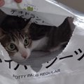 おじゃましまーす♡順番に新しい袋のチェックをする猫ちゃんたち