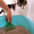 猫トイレのスコップの選び方、おすすめ商品