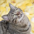 猫の模様11選！種類を一挙ご紹介！