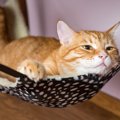 猫はベッドとハンモックどっちが好き？双方のメリットとは？