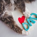 2月22日は猫の日！猫と暮らせる喜びをかみしめよう