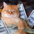 猫と暮らすのに『かかる費用』はいくら？5つの主な項目別に目安をご紹介