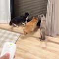 初めて見る『窓のシャッター』に興味津々なネコたち→動かしてみると………