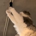 取り付けたときから『光らなかった電球』→猫が遊んでいると……奇跡的すぎる…