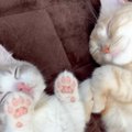 生後3か月の子猫は1日の間に何をしてる？→まとめてみたら…尊すぎてた…