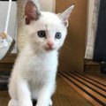 キレイな白い毛並みの子猫→成長したら、『色が変化』して…別の猫にし…