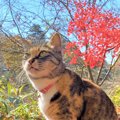 LAYLAの12猫占い【11/16～11/22】のあなたと猫ちゃんの運勢