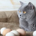 猫に『卵』を食べさせても大丈夫？与える際の注意点4つ　猫にも卵アレルギ…