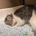 トイレのポジショニングが決まらない子猫…『極限状態』を迎える光景が…