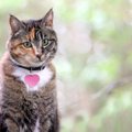 命の危険がある猫の首輪とは？選ぶ時の注意点５選