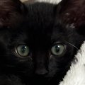 生後2か月の『毛がパヤパヤな黒猫』→1か月後には…素敵すぎる『成長ビフォ…