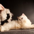 猫の『毛並みが悪い』ときに考えられる原因5つ　飼い主ができる改善策やお…