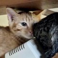 業者さんが来た日、『隠れてしまった子猫たち』を探していると…まさかの場…