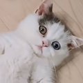 『ばぁば～見て！』と呼ばれて行ってみたら、猫が…お孫さんが思わず驚…