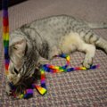 『高齢猫』と楽しく安全に遊ぶためのコツ5選　遊び時間の必要性やメリット…