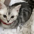 生後2ヶ月のまだまだ小さくて可愛い子猫→2歳になると……驚きの『現在』…