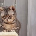 愛猫を凹ませてしまう『飼い主のNG行動』3選　猫の信頼を裏切るダメな…