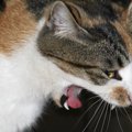 猫の「美味しくニャイ」表現方法５つ