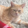 猫に『ごはん食べる？』と聞いてみたら…機嫌が良いときと悪いときが『反応…