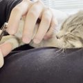 子猫が寝ている間に『爪を切ってみた』結果…まさかの反応が癒やされる…