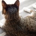 猫を『がっかり』させる飼い主のNG態度3つ