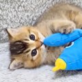 ぬいぐるみで遊ぶ赤ちゃん猫→眠気に襲われてしまい、兄猫の前で…悶絶級に…
