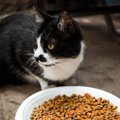 「野良猫への餌やりは4匹まで」との条例に、不満を募らせる保護団体　カナダ