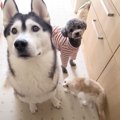 子猫が『ハスキー犬に育てられた』結果…まさかの『犬すぎる行動』が9…