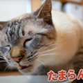 猫ちゃんにラム肉を食べさせてみたらどんな反応をしてくれる？