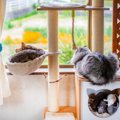 愛猫を『完全室内飼育』にすべき4つの理由　お家の中だけでも幸せに暮らす…