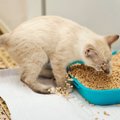 『猫砂の飛び散り』に困ったら試したい3つの対策　そもそも飛び散りの原因…