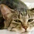 くつろいでいた猫→あごを見ると、『ベッドの柄』のせいで……『奇跡的な…