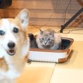修学旅行に行く準備をするお姉ちゃん→スーツケースを出したら、『猫と犬』…