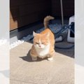 「絶対怒ってるよね？でもカワイイ♡」激怒プンプン猫に5.6万いいね♡