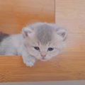 赤ちゃん猫が『眠すぎた』結果…兄妹猫に見せた『可愛すぎる行動』に悶絶す…