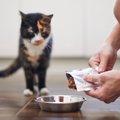 猫が『ご飯の好き嫌い』をしているときの対策法5選　偏食になる理由や…