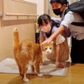 待ってたにゃ♡寂しい5日間を過ごした猫ちゃん達