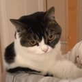 『なんか違うニャ…』パック中のママを見た親子猫たち