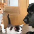 一度は家を離れた保護子猫を再び家族へ…温かい歓迎をする先住犬猫に『…