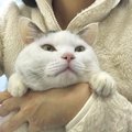 猫が離れたくないと感じる飼い主さんの特徴５つ