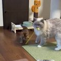 子猫と遊んであげる先輩猫を見たら…あまりにも賢い『おもちゃを使う様子』…