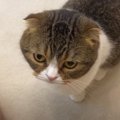 愛情表現？パパさんの足を噛み続けてしまう猫くん！