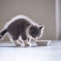 猫のフード品質低下で起こる健康リスク５つ