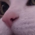 『猫が薬を飲んだ』と思っていたら…『顔』をよく見ると→思わず笑って…