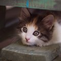 猫が『怖いと感じる場所』4選　苦手に感じる理由や安心させるための接…