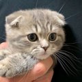 【話題】つめ切り…だと？マンチカン子猫さんの表情が秀逸♡