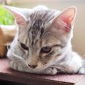 猫のヒゲが垂れ下がっている時の心理５つ