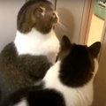 髪をバッサリと切った飼い主さんを見た猫さんたちの反応は？